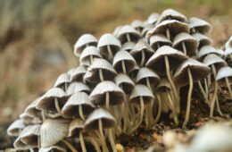 4 things you need to start growing mushrooms