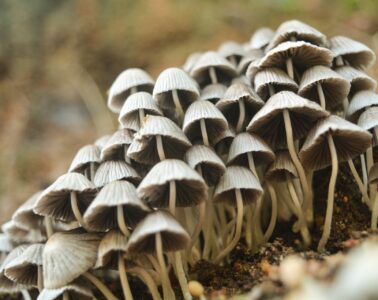 4 things you need to start growing mushrooms