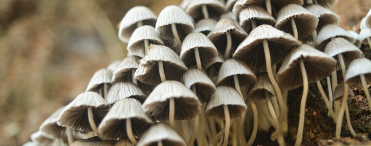 4 things you need to start growing mushrooms