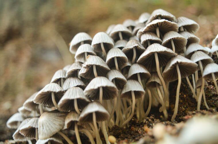 4 things you need to start growing mushrooms