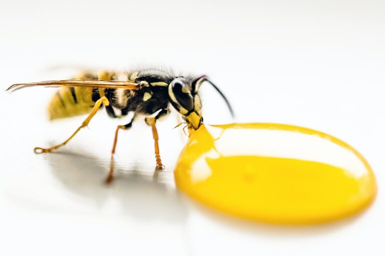 5 Tips for Controlling Pests around Your Home