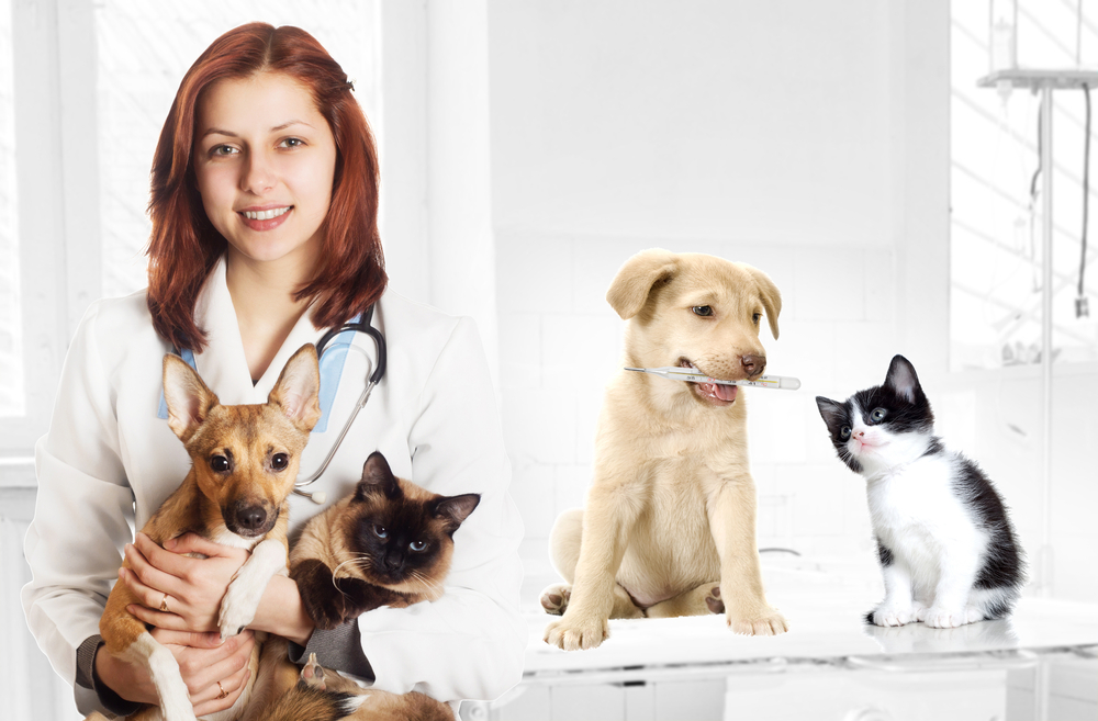 What is the Average Cost of a Vet Visit for a Cat? Best Finance Blog