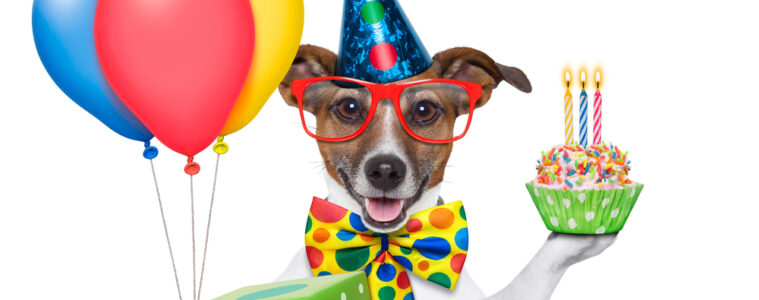 How to Celebrate Your Dog While on a Tight Budget