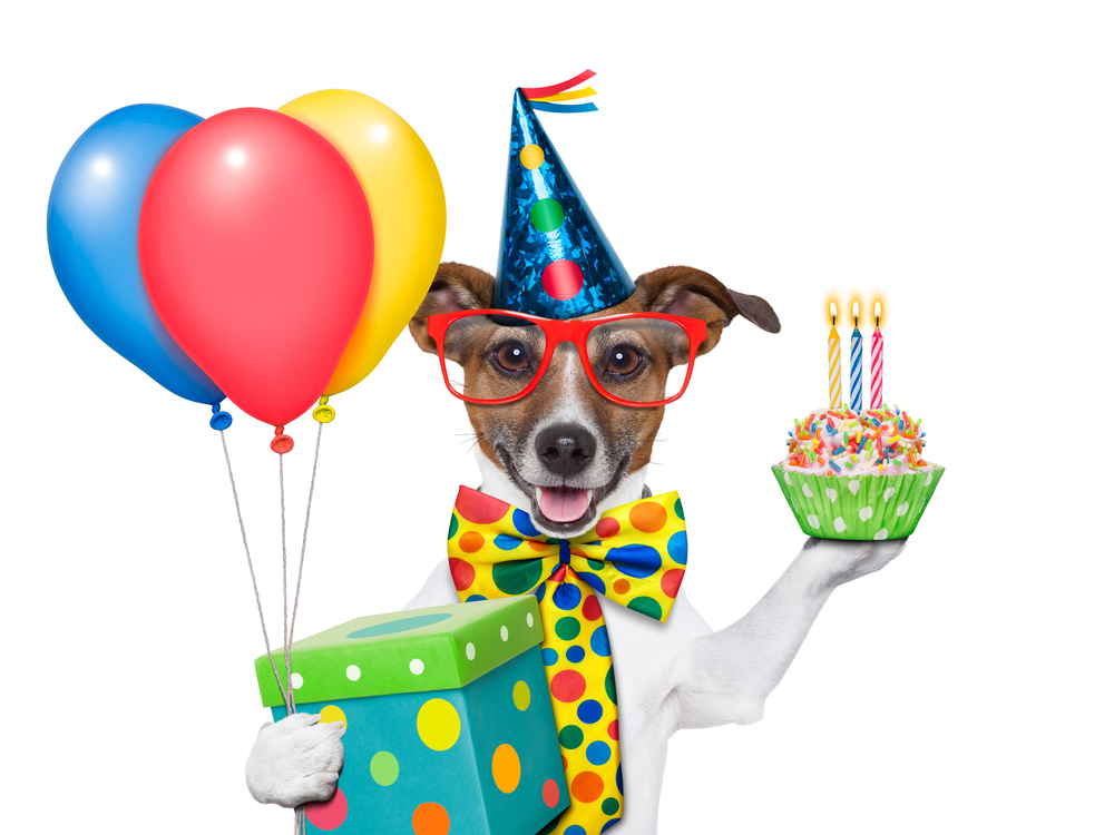 How to Celebrate Your Dog While on a Tight Budget
