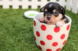 4 Cost-Effective Tips for Buying Pet Supplies on a Tight Budget