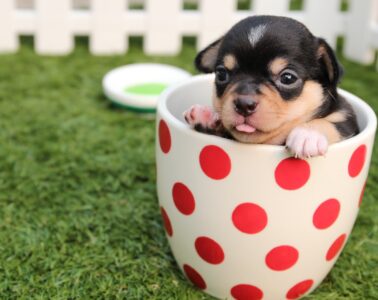 4 Cost-Effective Tips for Buying Pet Supplies on a Tight Budget