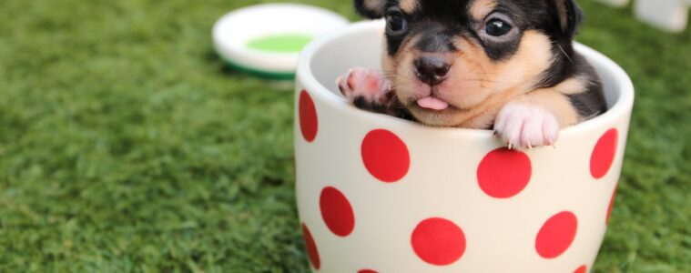 4 Cost-Effective Tips for Buying Pet Supplies on a Tight Budget