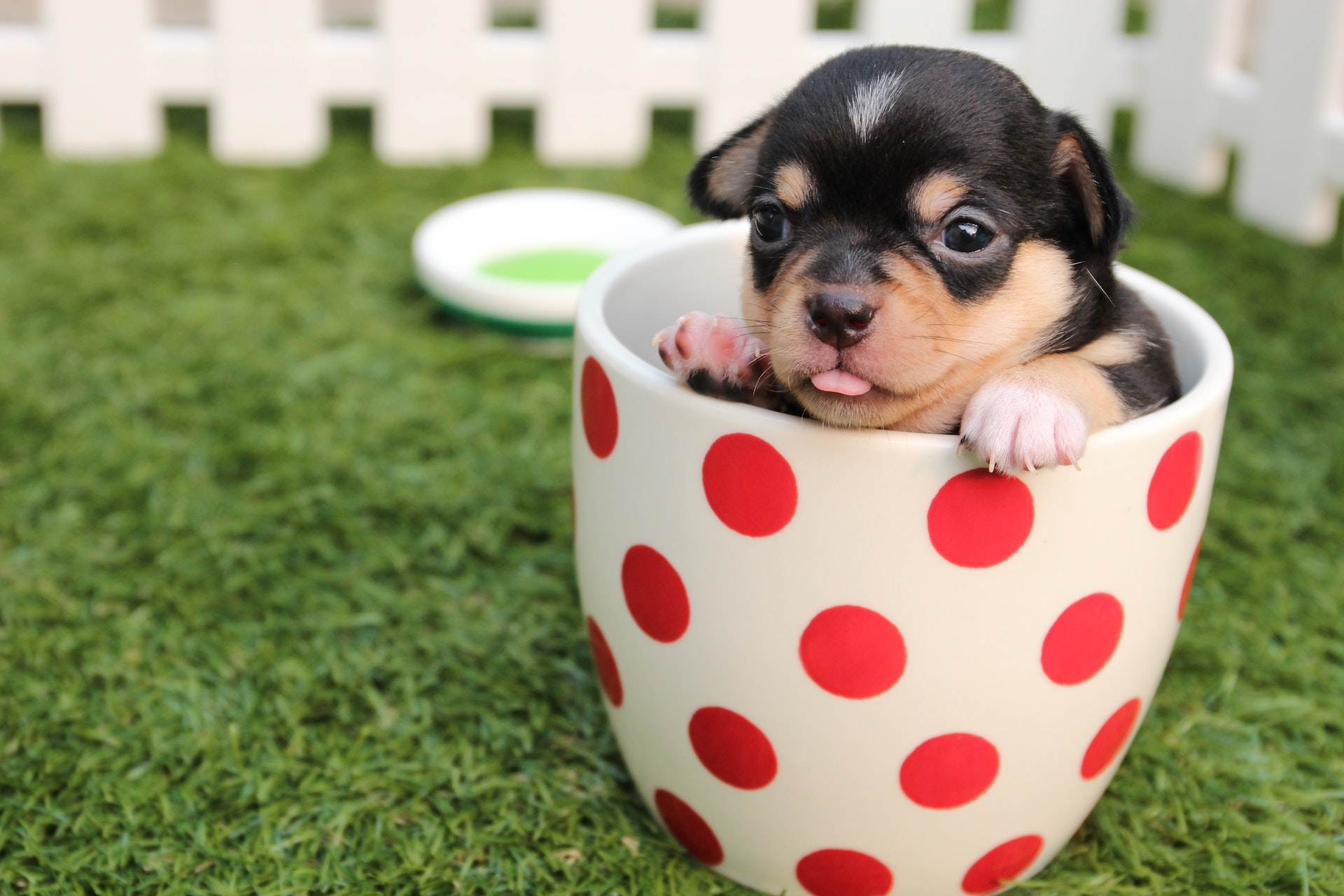 4 Cost-Effective Tips for Buying Pet Supplies on a Tight Budget