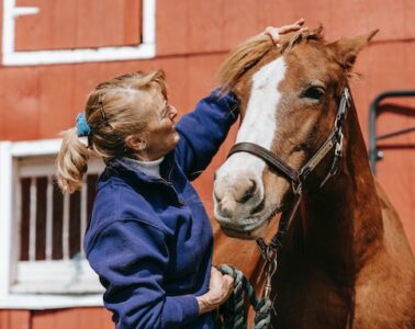 how much is a horse